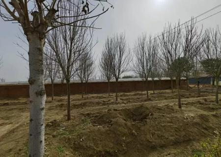 花木城 土地使用权