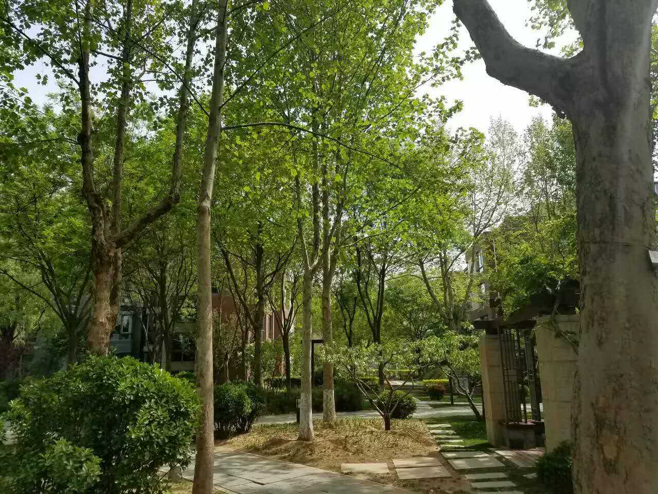 实景图