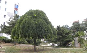 卢沟桥南里17号楼1单元503室