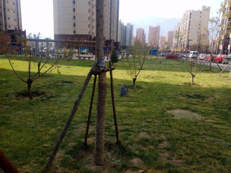 实景图