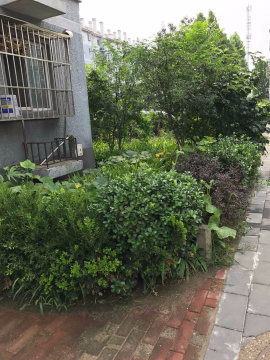 实景图