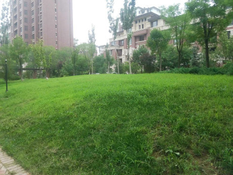 实景图