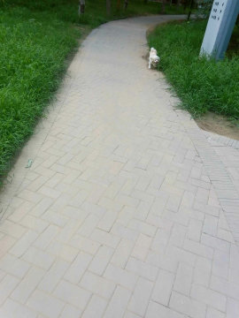 实景图