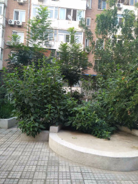 实景图