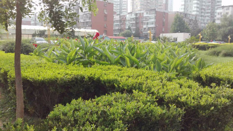 实景图
