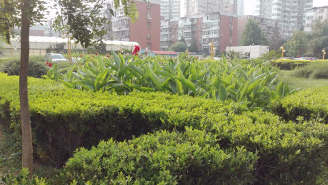 实景图