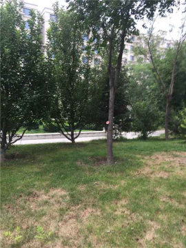 实景图