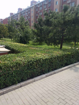 实景图
