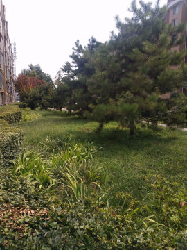实景图