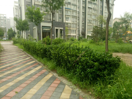 实景图