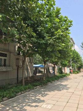 实景图