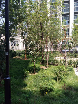 实景图