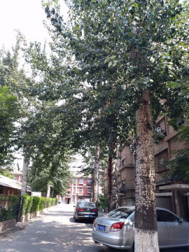 实景图