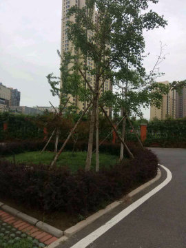 实景图