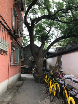 实景图