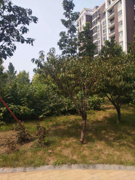 实景图
