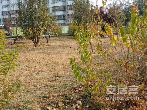实景图