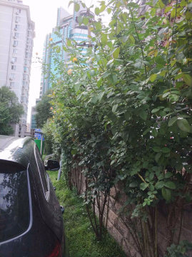 实景图
