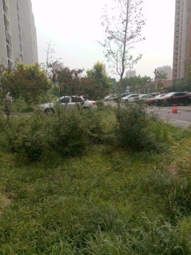 实景图