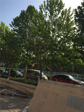 实景图