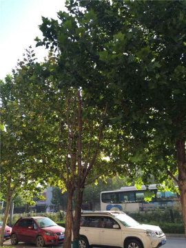 实景图