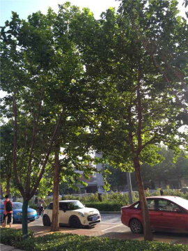 实景图