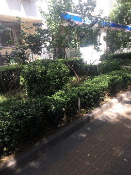 实景图