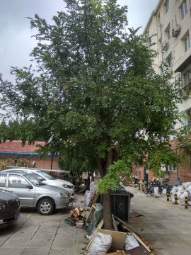 实景图