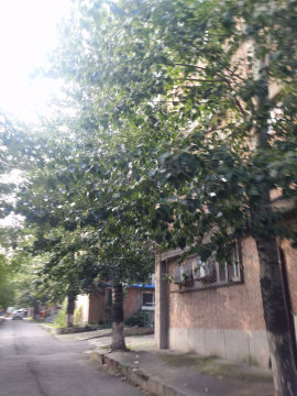 实景图