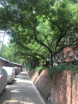 实景图