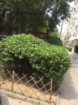 实景图