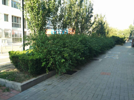 实景图