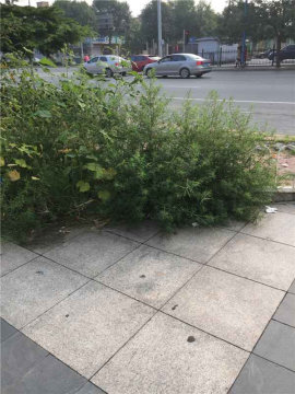 实景图